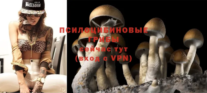 где найти наркотики  Ветлуга  Галлюциногенные грибы Psilocybe 